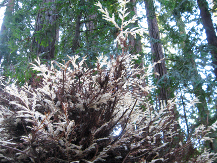 Albino Redwood