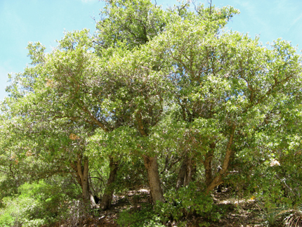 canyon live oak