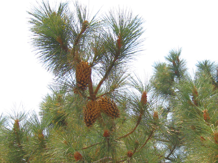 Coulter Pine needles