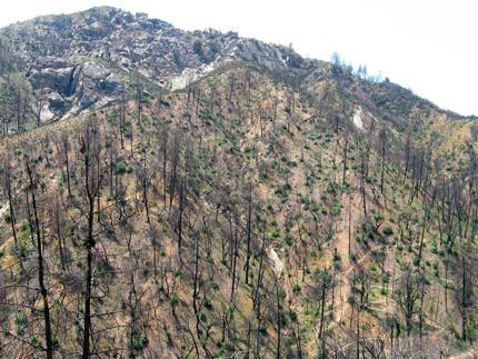 Coulter Pine forest after the fire