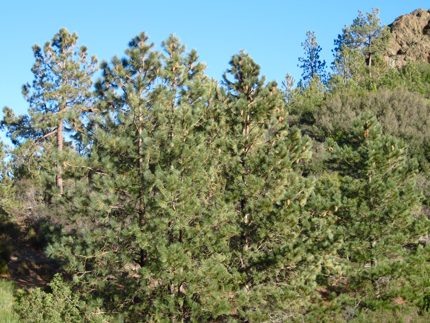 Coulter Pine stand